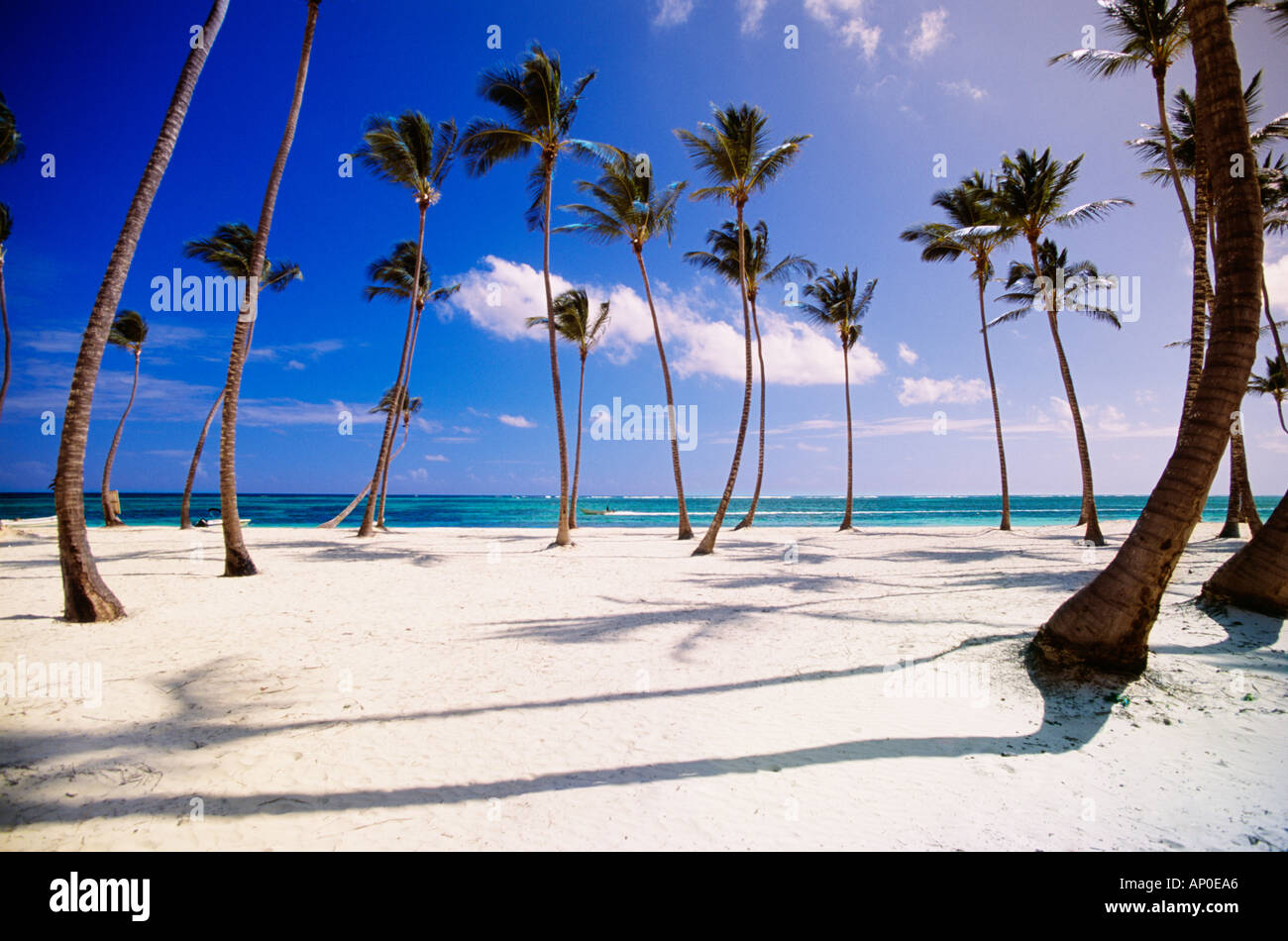 tropical-scene-of-a-cluster-of-palm-tree