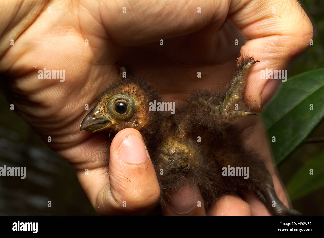 hoatzin-opisthocomus-hoazin-day-old-chick-showing-claws-on-wing-AP0WB0.jpg