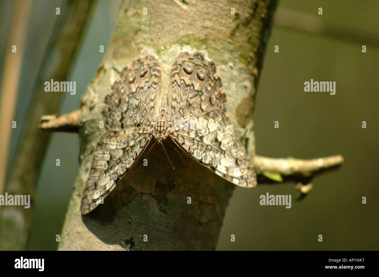 Homework help mimicry camouflage