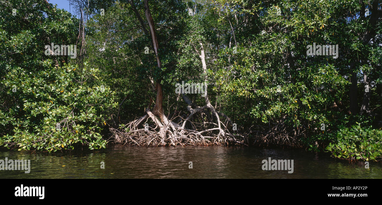 contribution of mangrove forest reserved for Community ignored the crucial role played by the forest study on the 22 overview of mangrove forest reserve in kuala sepetang. contribution of mangrove forest reserved for Community ignored the crucial role played by the forest study on the 22 overview of mangrove forest reserve in kuala sepetang.