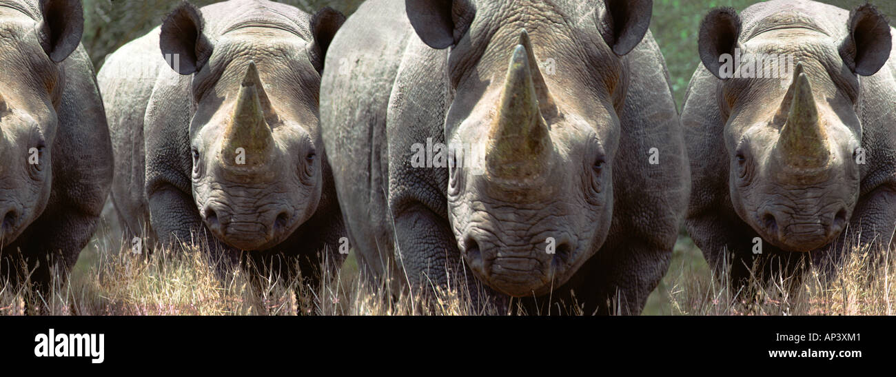 Group Of Rhinos 82