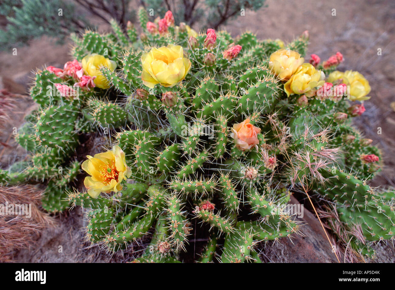 Prickly Pear Cactus Opuntia sp In Bloom Yakima River Canyon Stock Photo