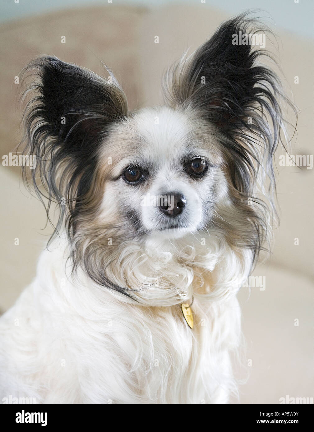 View Papillon Dog White Colour Pics