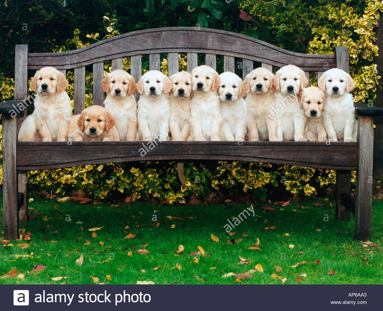 golden retriever separation anxiety why do dogs so much how to stop separation anxiety in dogs uk golden golden retriever separation anxiety why do dogs so much how to stop separation anxiety in dogs uk golden