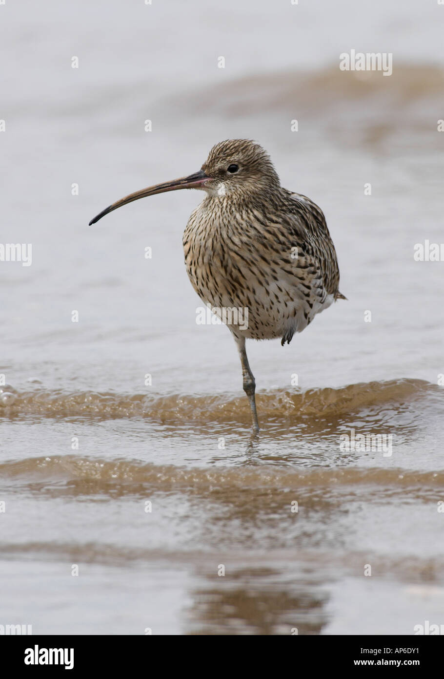 Eurasian Curlew (Numenius arquata Stock Photo, Royalty Free Image