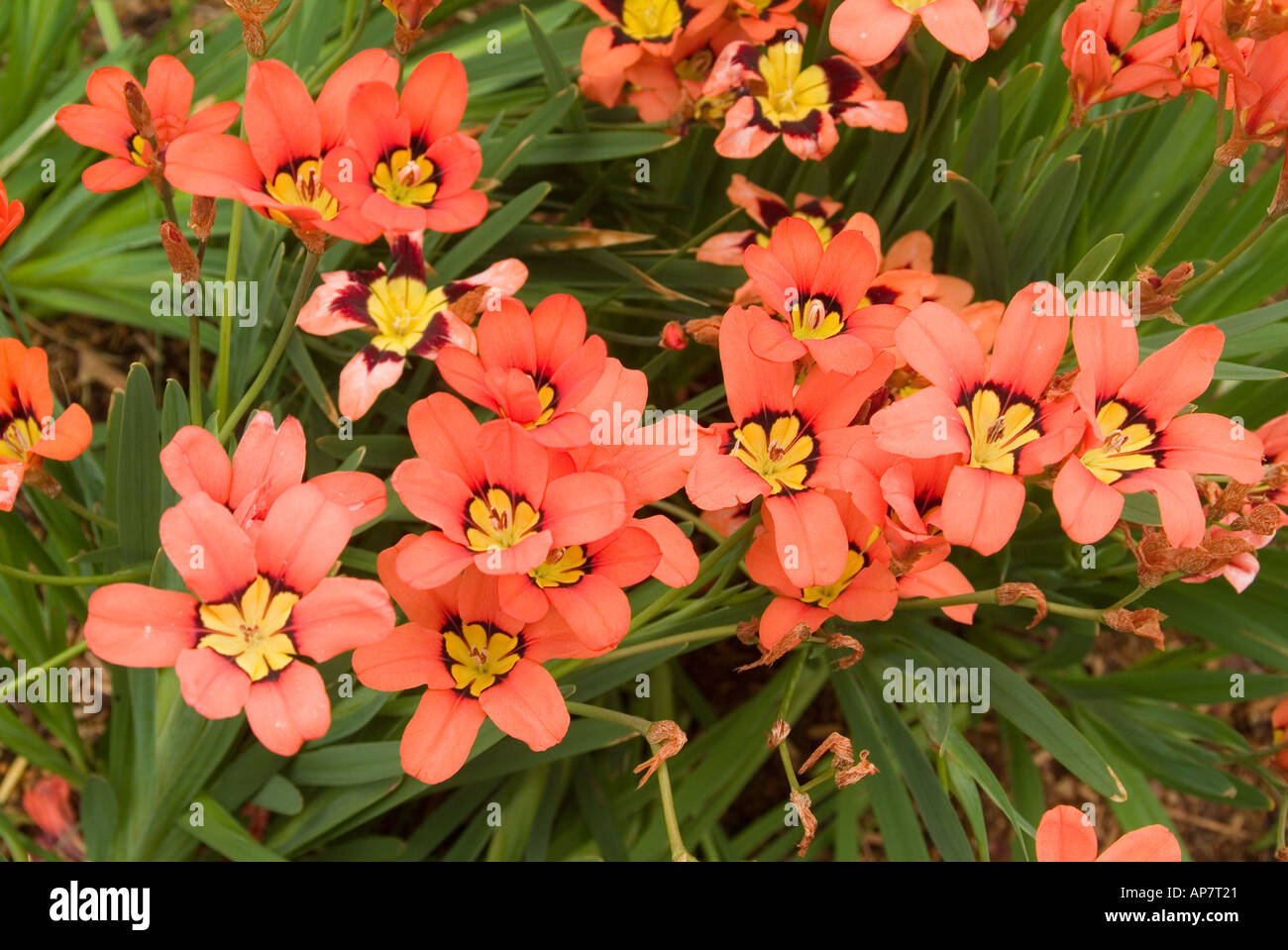 Sparaxis Elegans A South African Iris Stock Photo, Royalty Free Image