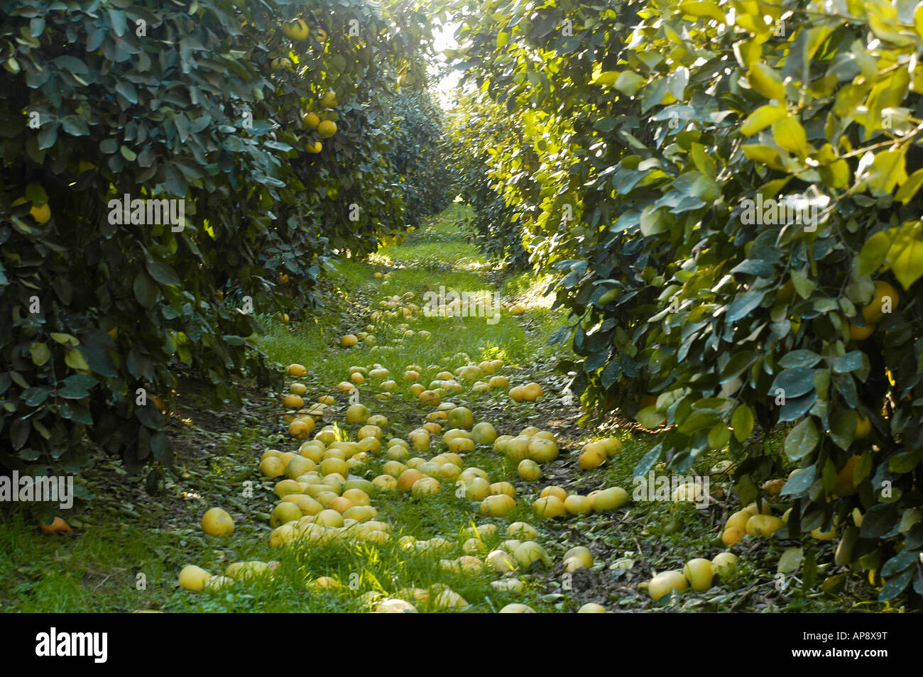 Israel Hula Valley Kibbutz Hulata Citrus Grove pomelo trees The un