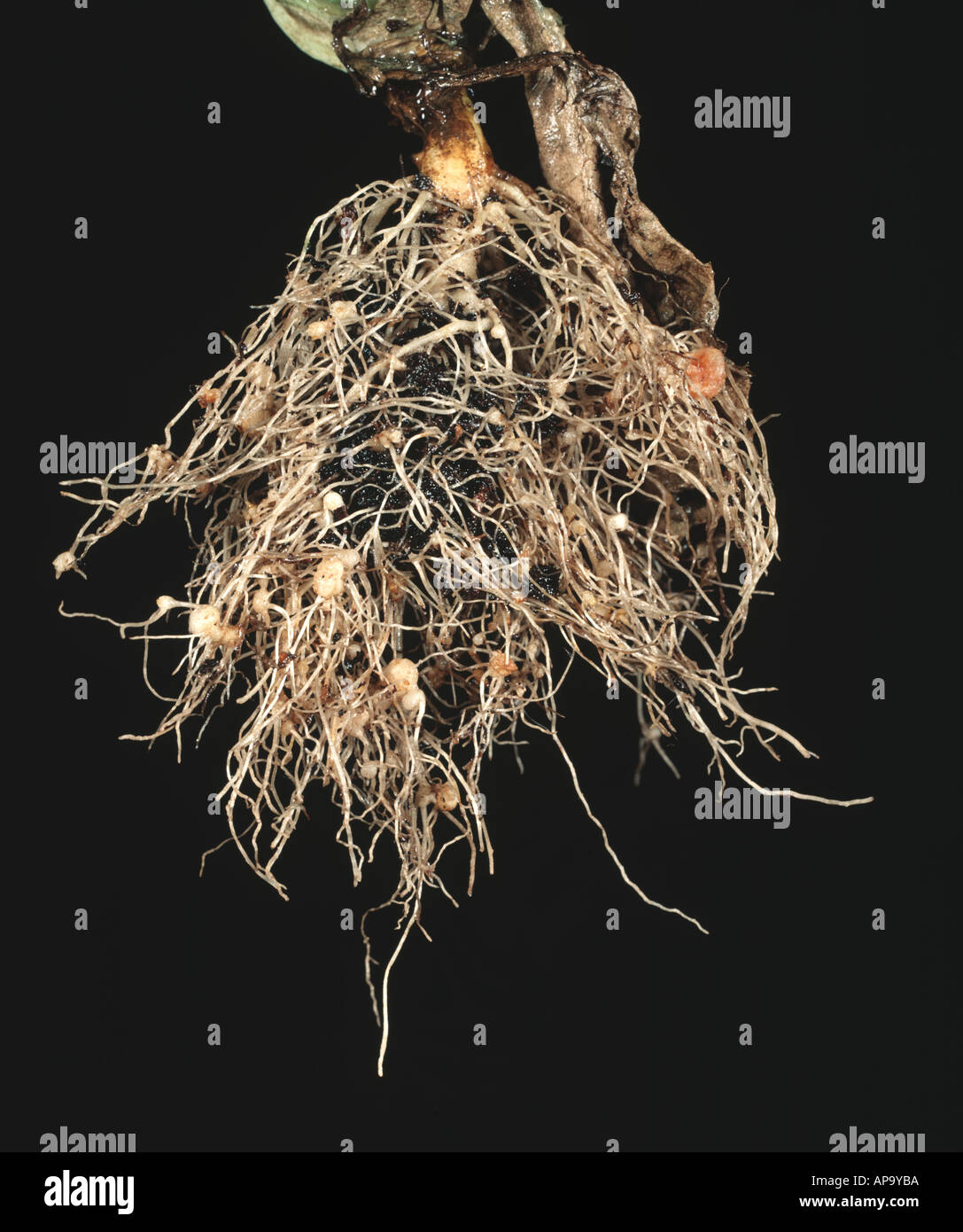 Root nodules on lettuce Lactuca sativa caused by root knot nematodes