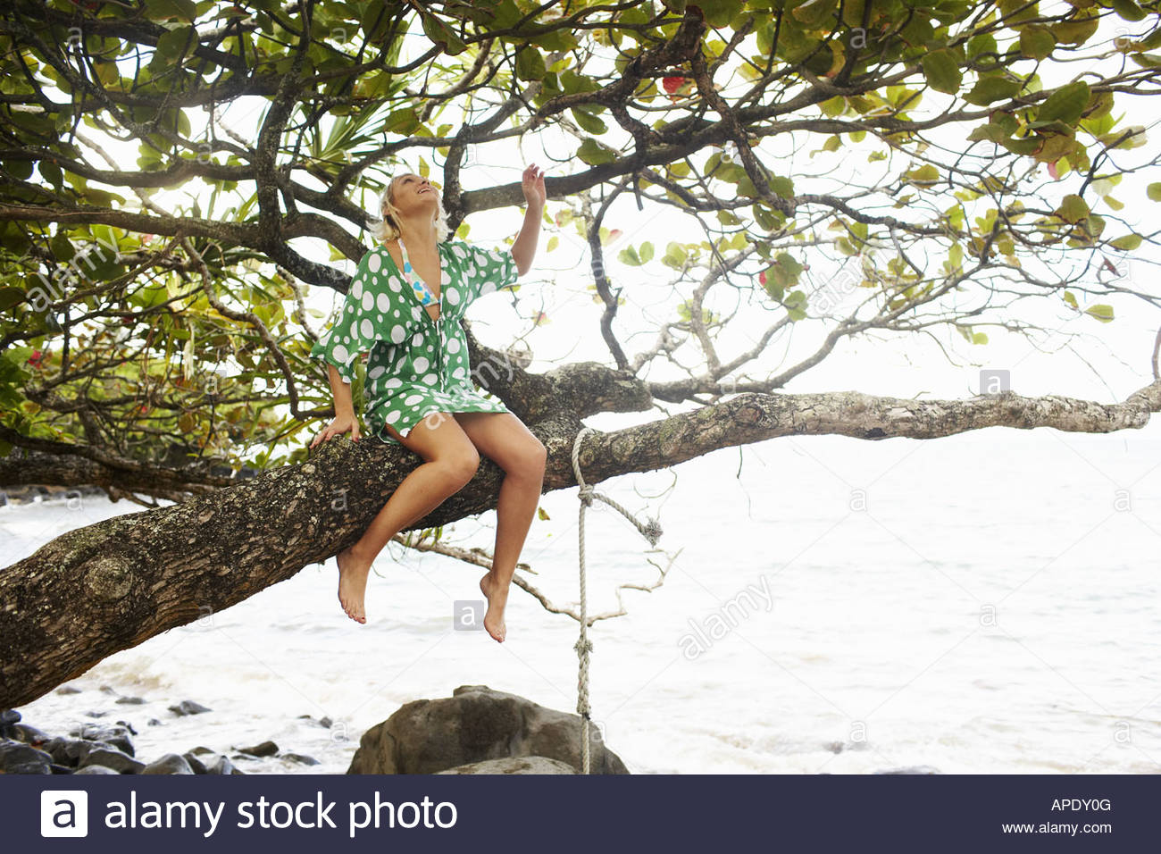 Sitting On Tree Branch Stock Photos Sitting On Tree Branch Stock