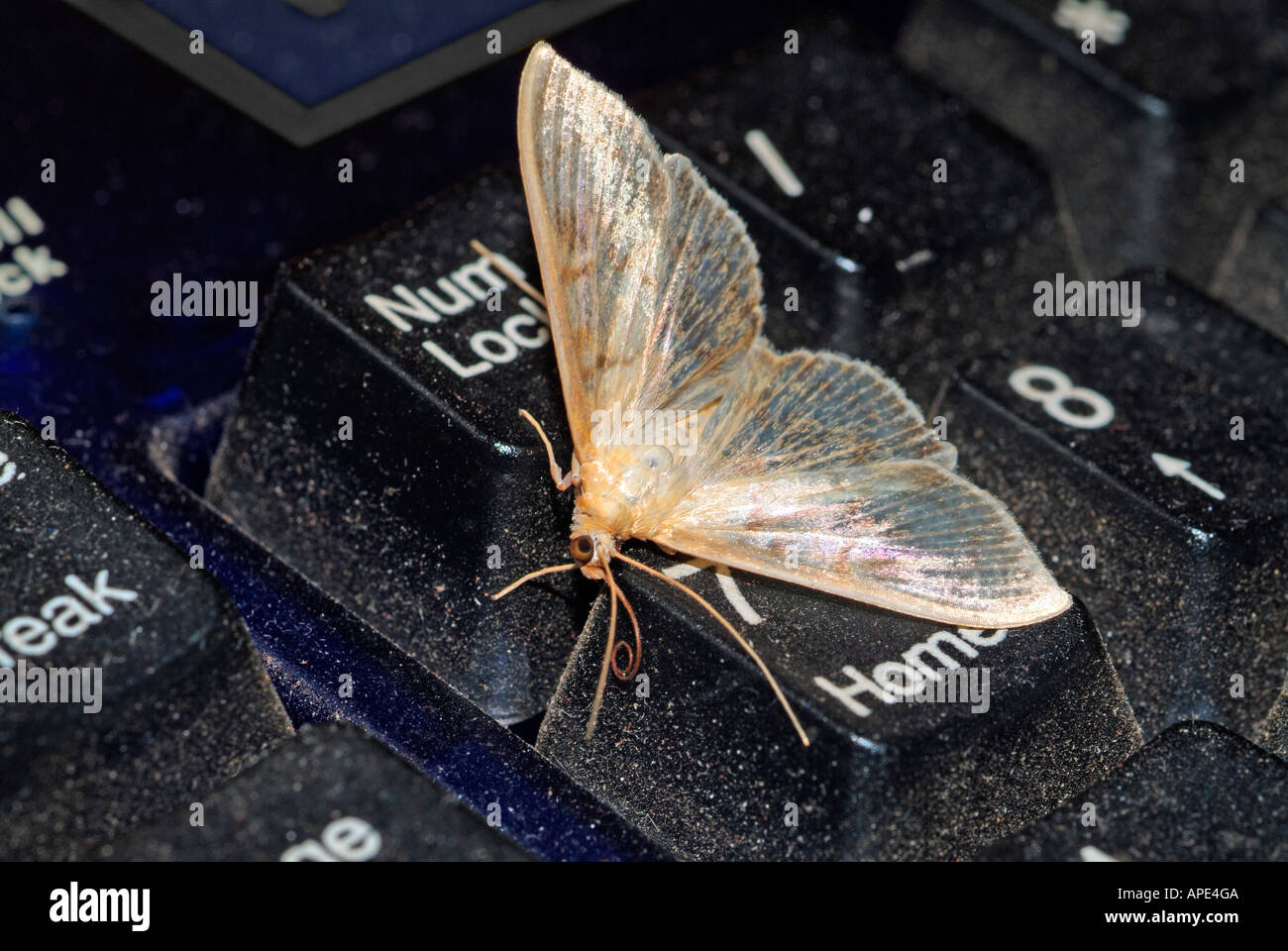 moth-on-computer-keyboard-APE4GA.jpg