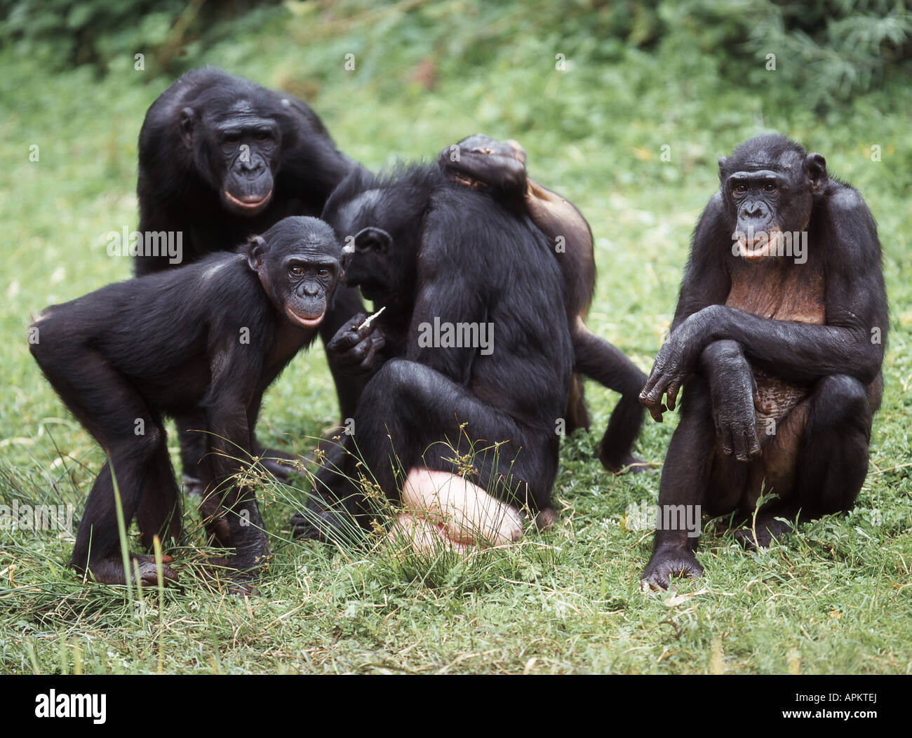 bonobo, pygmy chimpanzee (Pan paniscus), group Stock Photo, Royalty