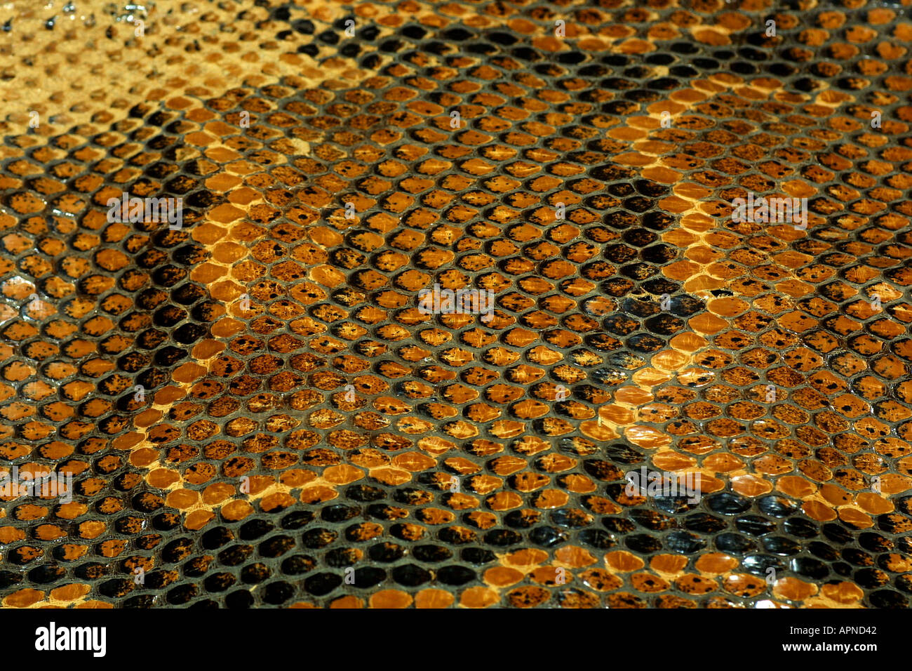 boa constrictor (Boa constrictor), detail of the skin Stock Photo, Royalty Free Image ...