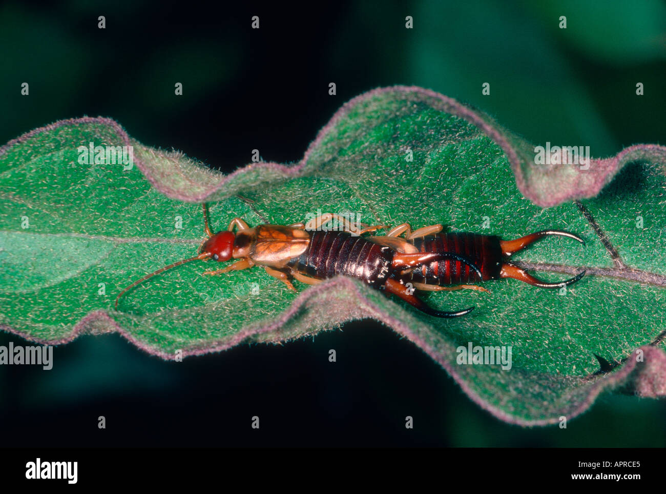 Common or European Earwigs, Forficula auricularia. Couple on leaf