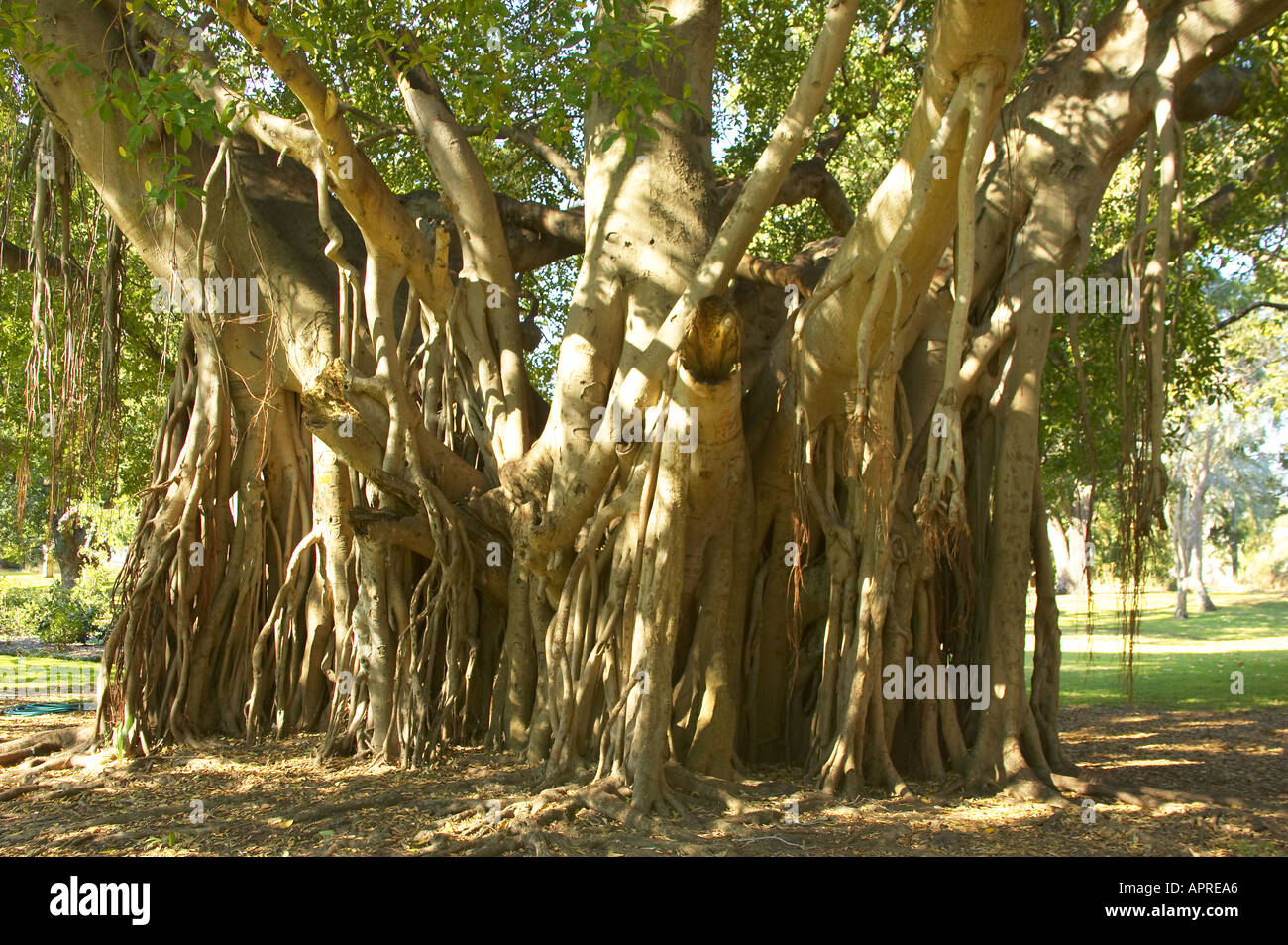 banyan fig tree strangler fig city botanic gardens banyan fig tree strangler fig city botanic gardens