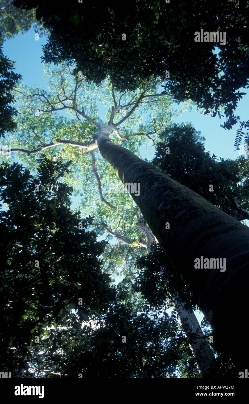 giant-guapinol-tree-hymenaea-couabaril-o