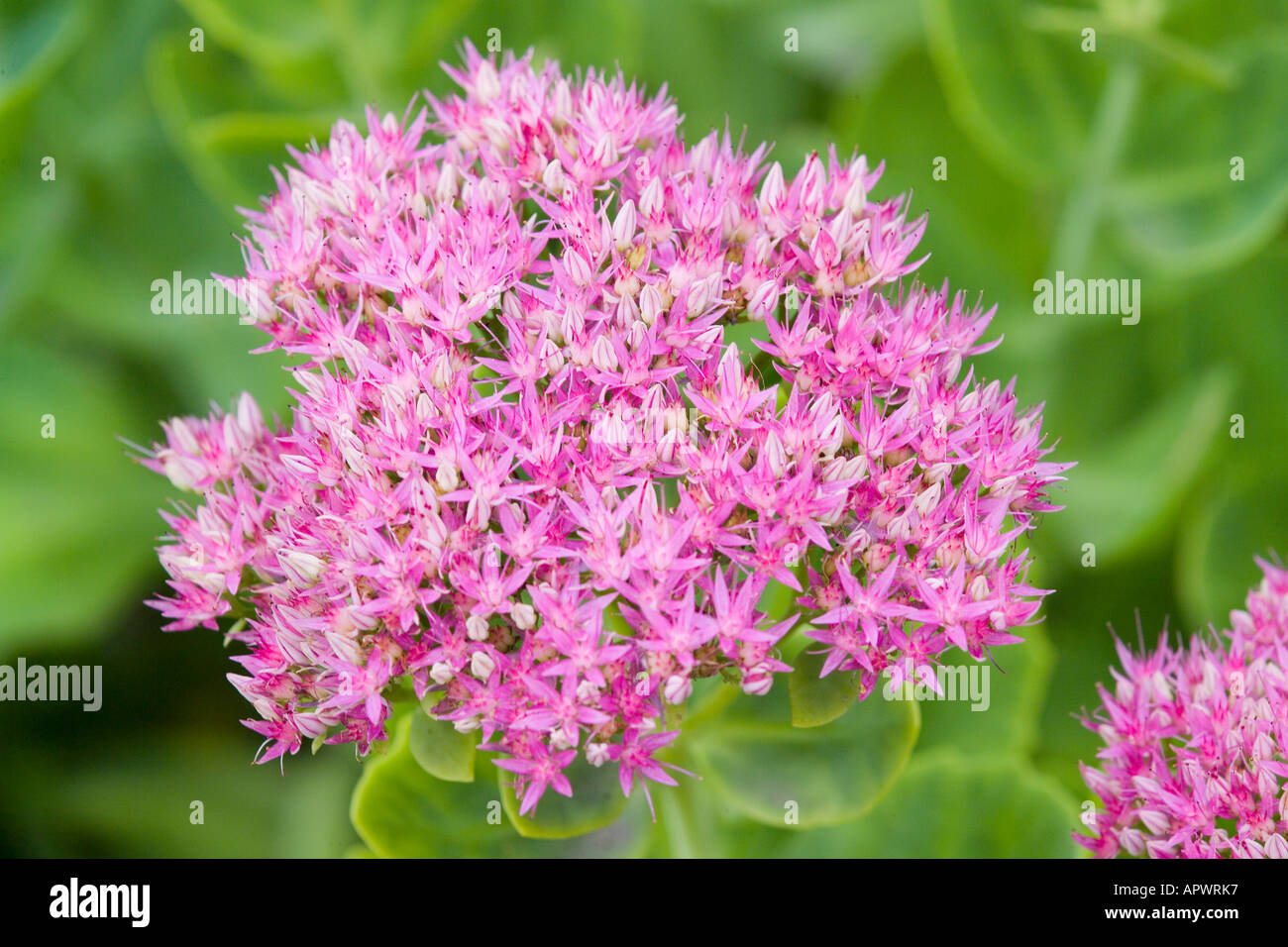 stonecrop pink flowers blooming sedum stock photo royalty free image 9070198 alamy stonecrop pink flowers blooming sedum stock photo royalty free image 9070198 alamy