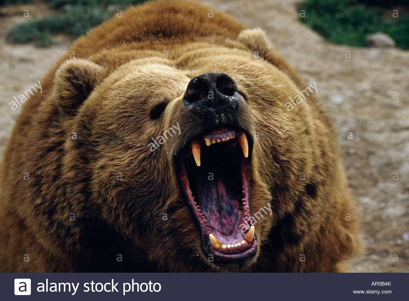 Пин от пользователя Andrew Stepanov на доске Bears Bear