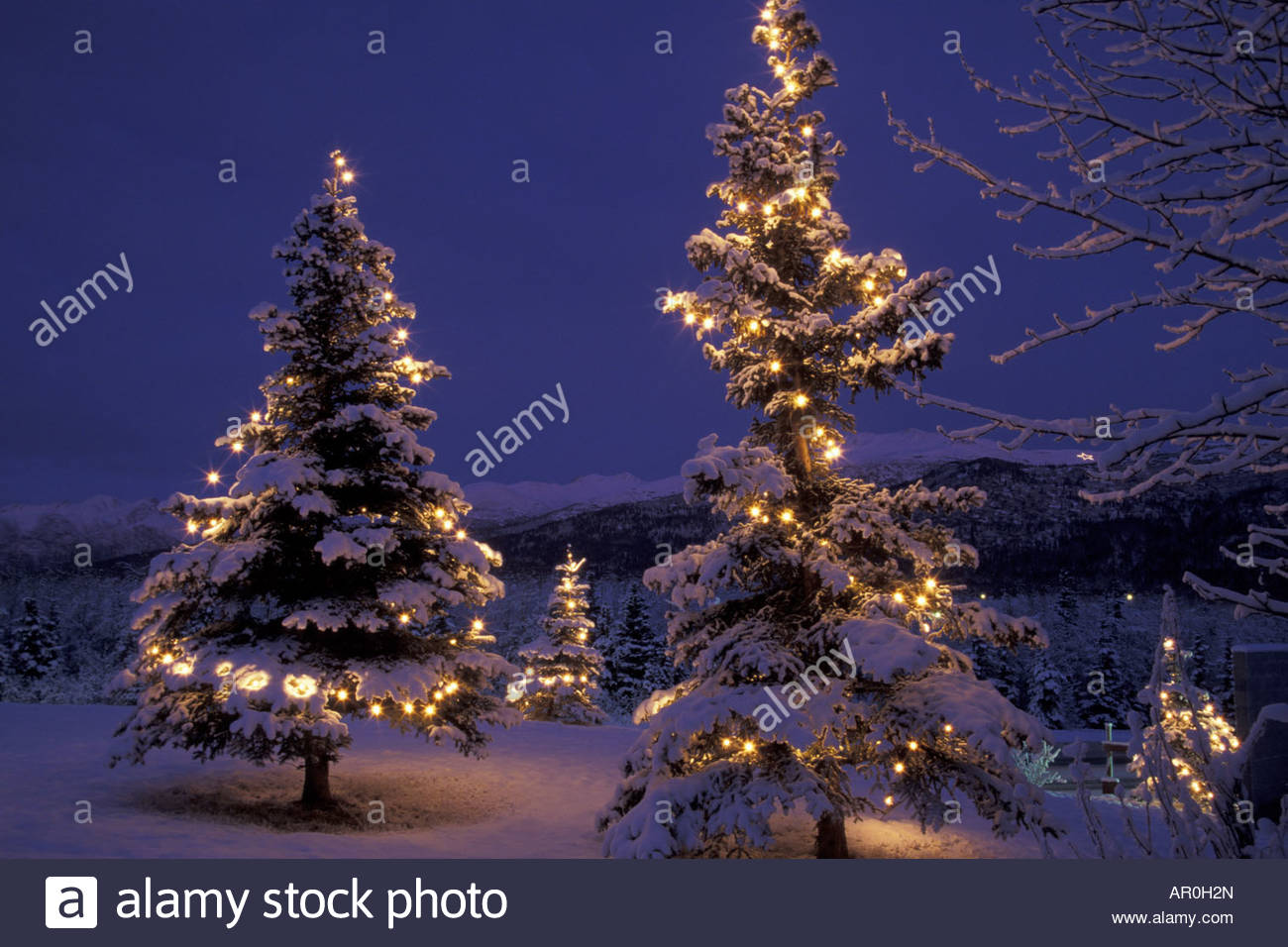 Spruce Trees White Christmas Lights Anchorage SC AK winter scenic Stock