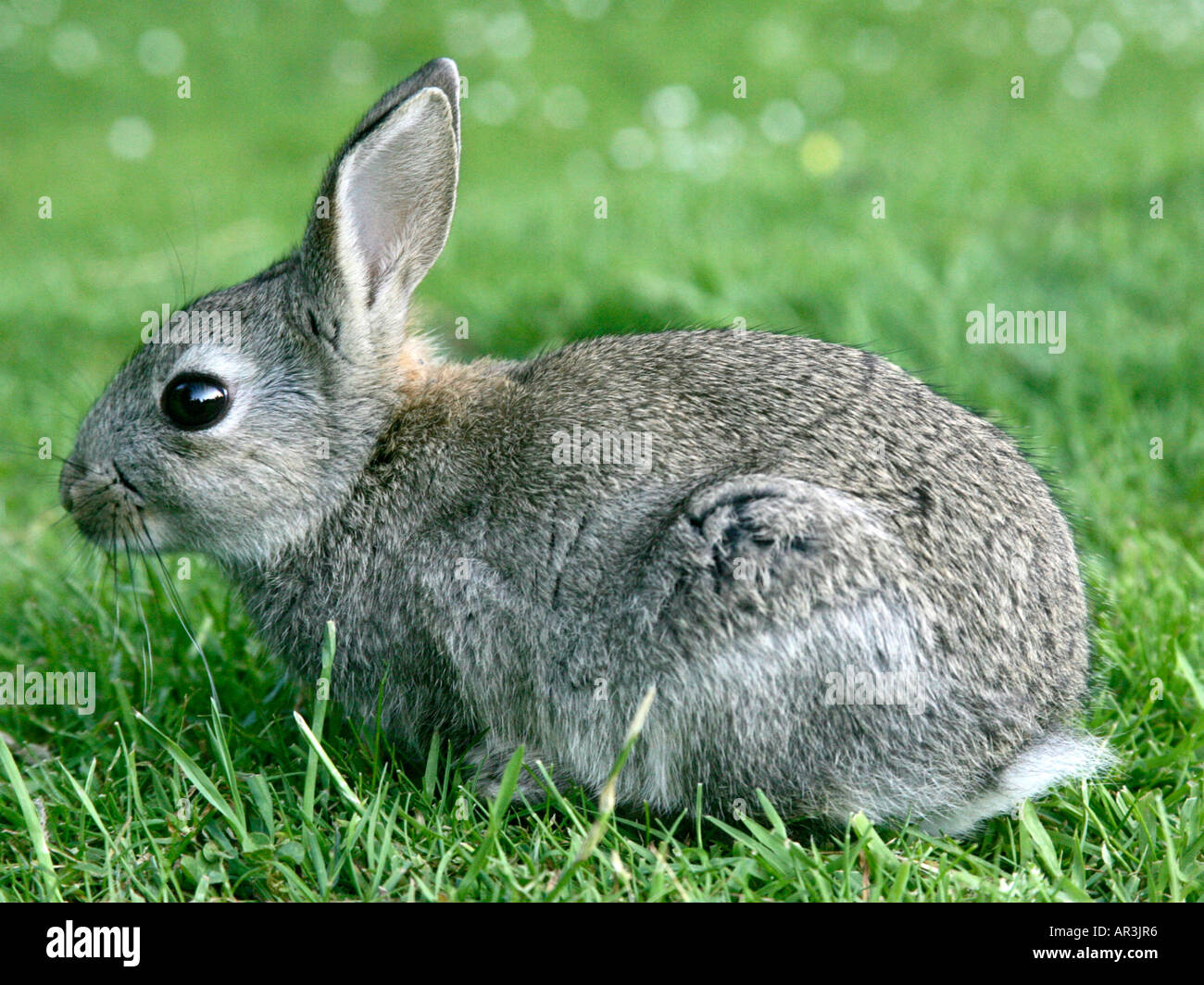 Small grey rabbit in a field Stock Photo, Royalty Free Image 9101557