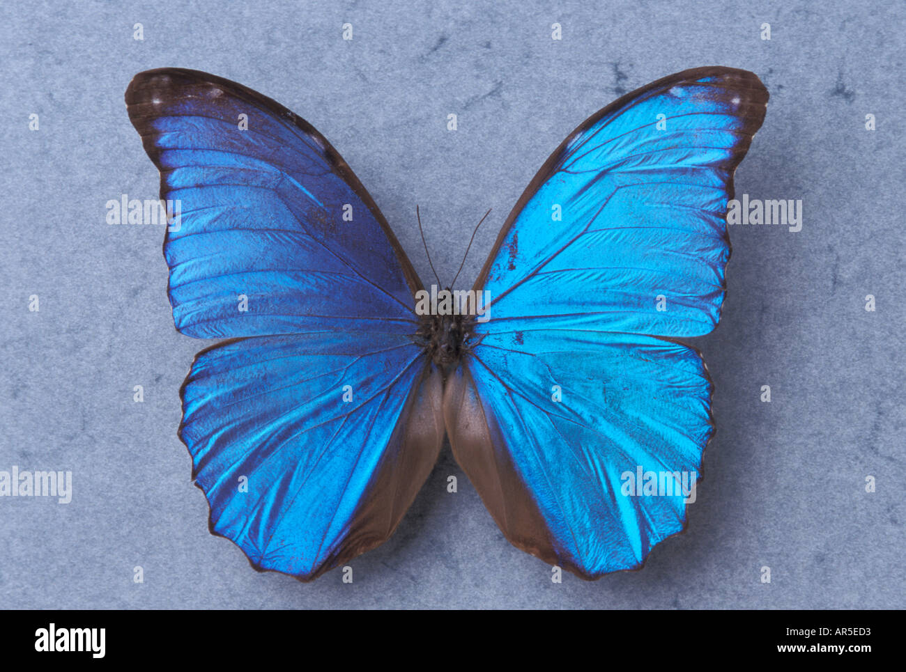 is a butterfly a vertebrate or invertebrate