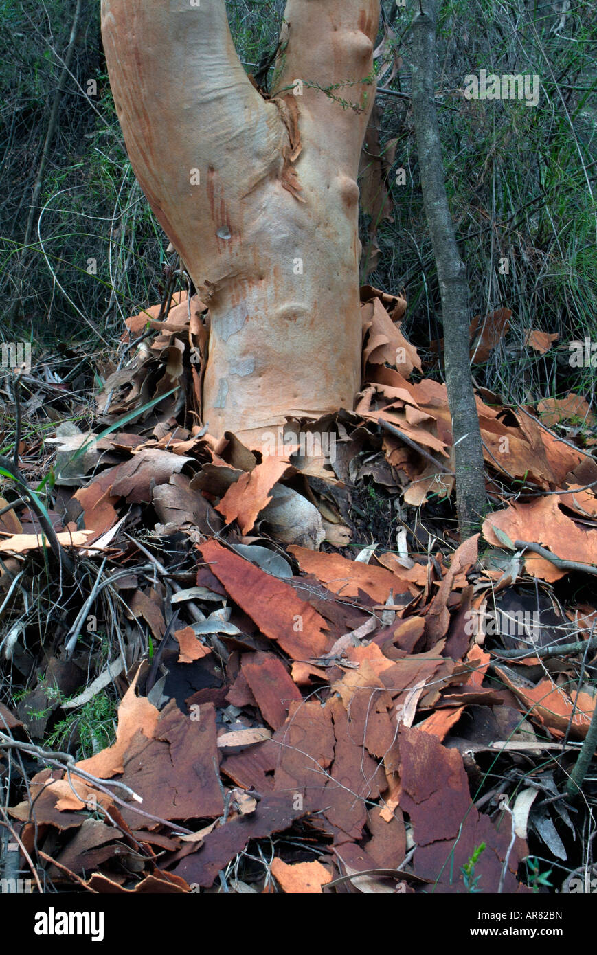 Red Gum eucalyptus bark peeling off the tree trunk blue mountains Stock