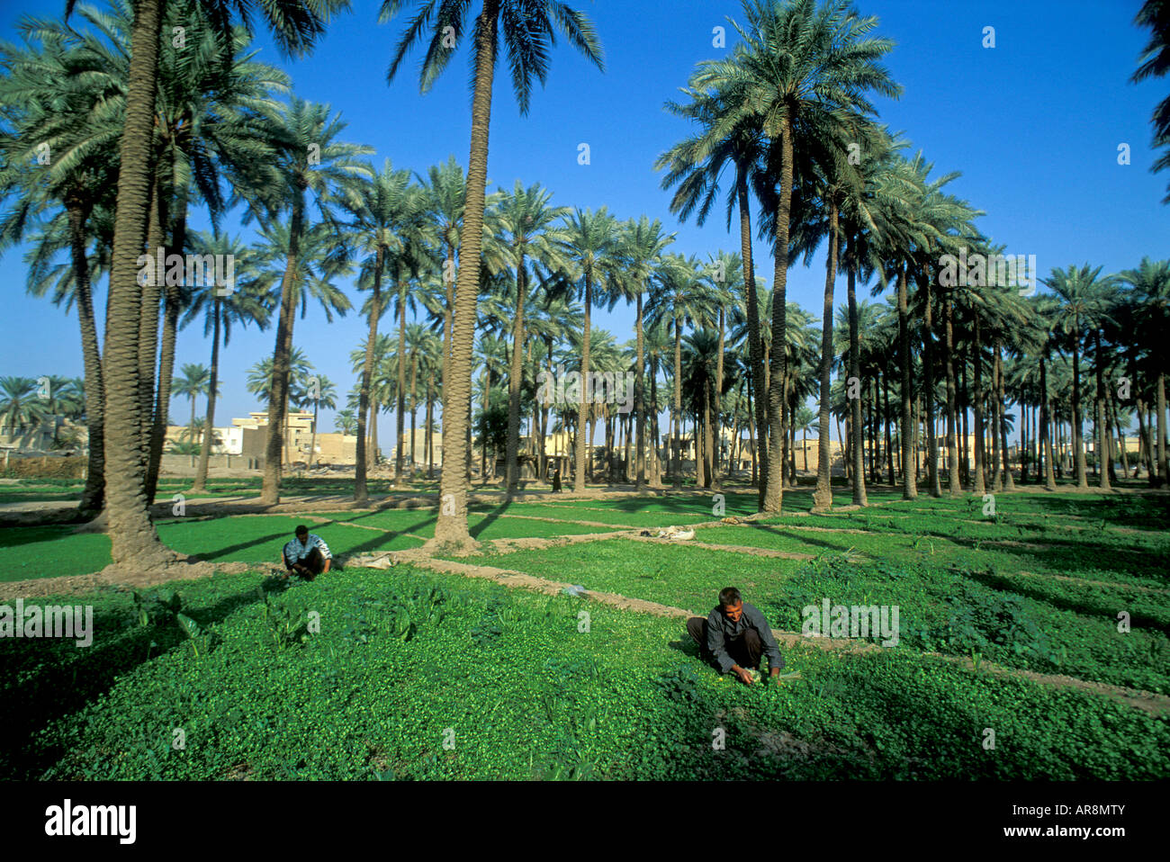 Date palms, Shatul Arab, Iraq Stock Photo, Royalty Free Image