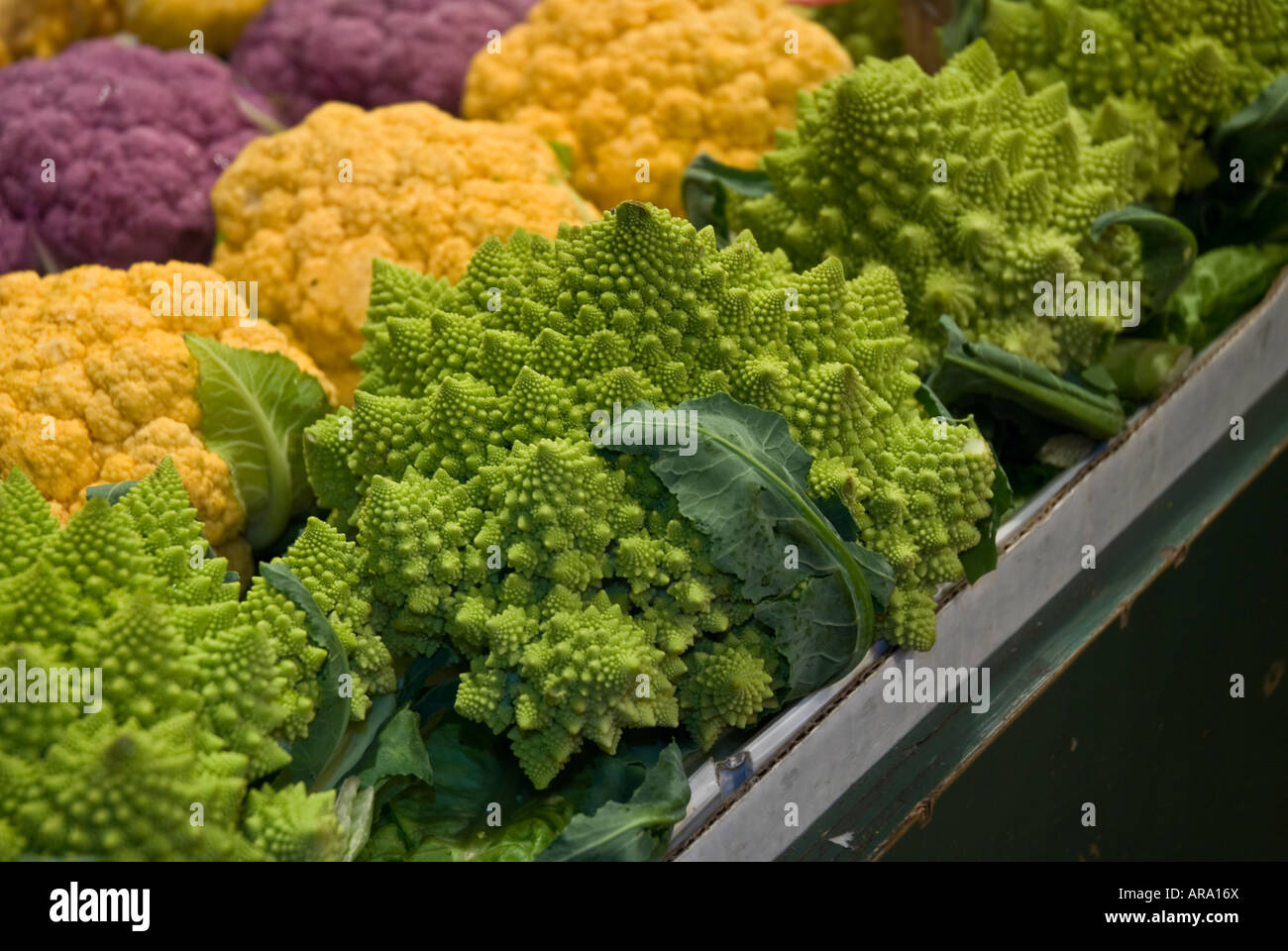 odd shaped vegetables stock photos & odd shaped vegetables stock
