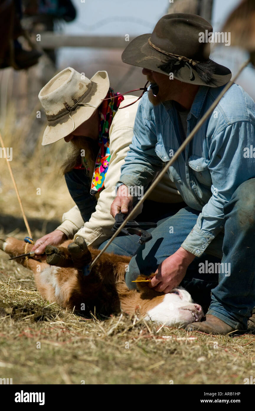 MR Cowboys brand cattle on the Hanley Ranch in the heart of the ION