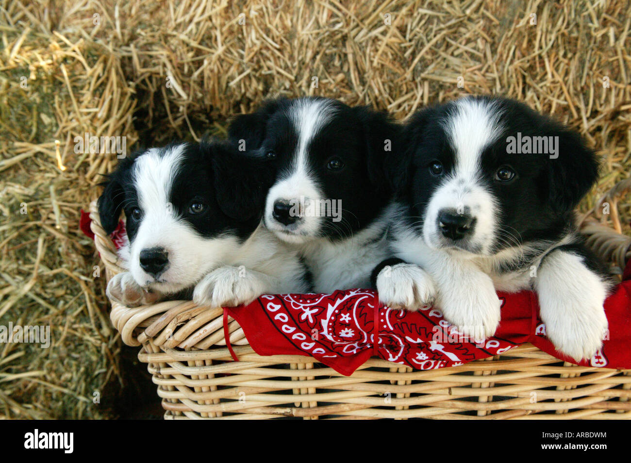 border collie puppies indiana border collie puppies in woven basket stock photo royalty free image 16001407 alamy border collie puppies indiana border collie puppies in woven basket stock photo royalty free image 16001407 alamy