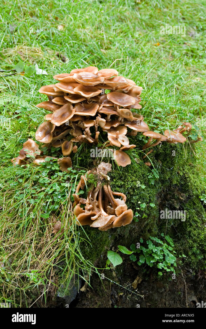 Mushrooms growing in the wild on top of a stone wall Stockfoto, Lizenzfreies Bild 9150564 Alamy