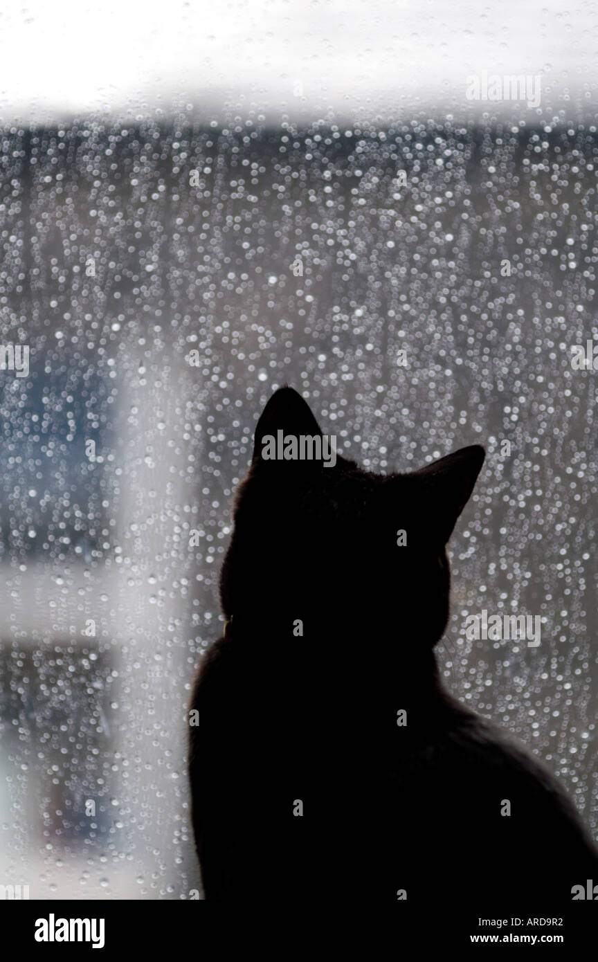 Rainy Day Cat Pictures 26