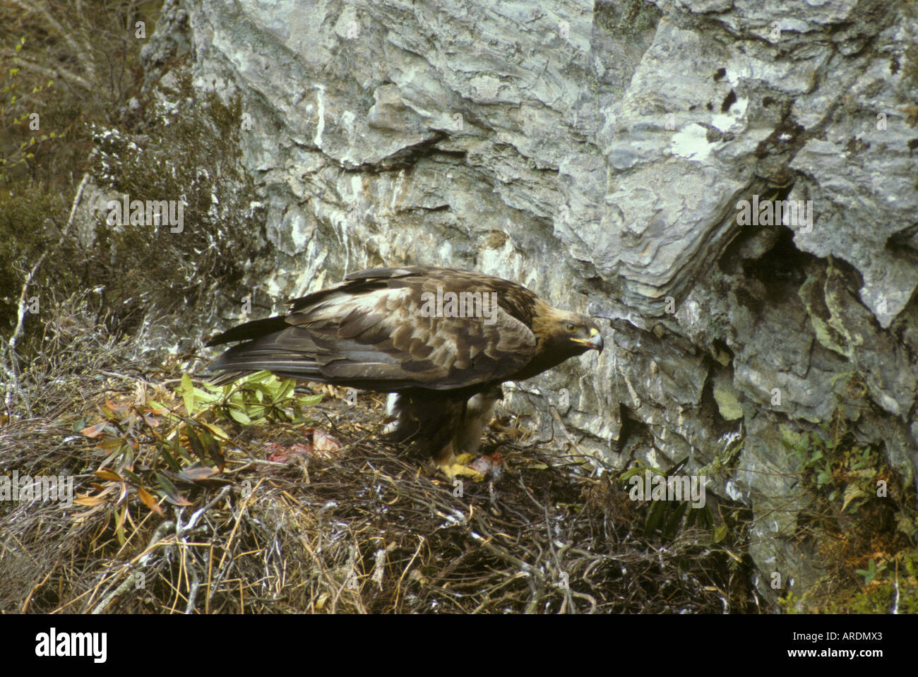 Golden Eagle At nest young in nest Golden Eagle At nest young in nest