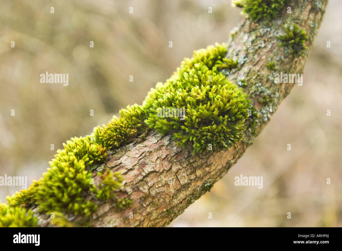 green moss on tree branch spring limb knot perch bough winter Stock