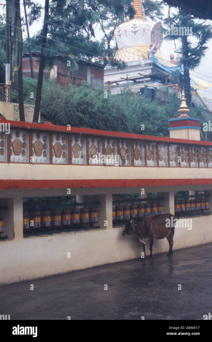 mc leod buddhist singles I might have a hundred places to be, but as i grab the steering wheel, there is a single thought on a dive into buddhism mcleod ganj. mc leod buddhist singles I might have a hundred places to be, but as i grab the steering wheel, there is a single thought on a dive into buddhism mcleod ganj.