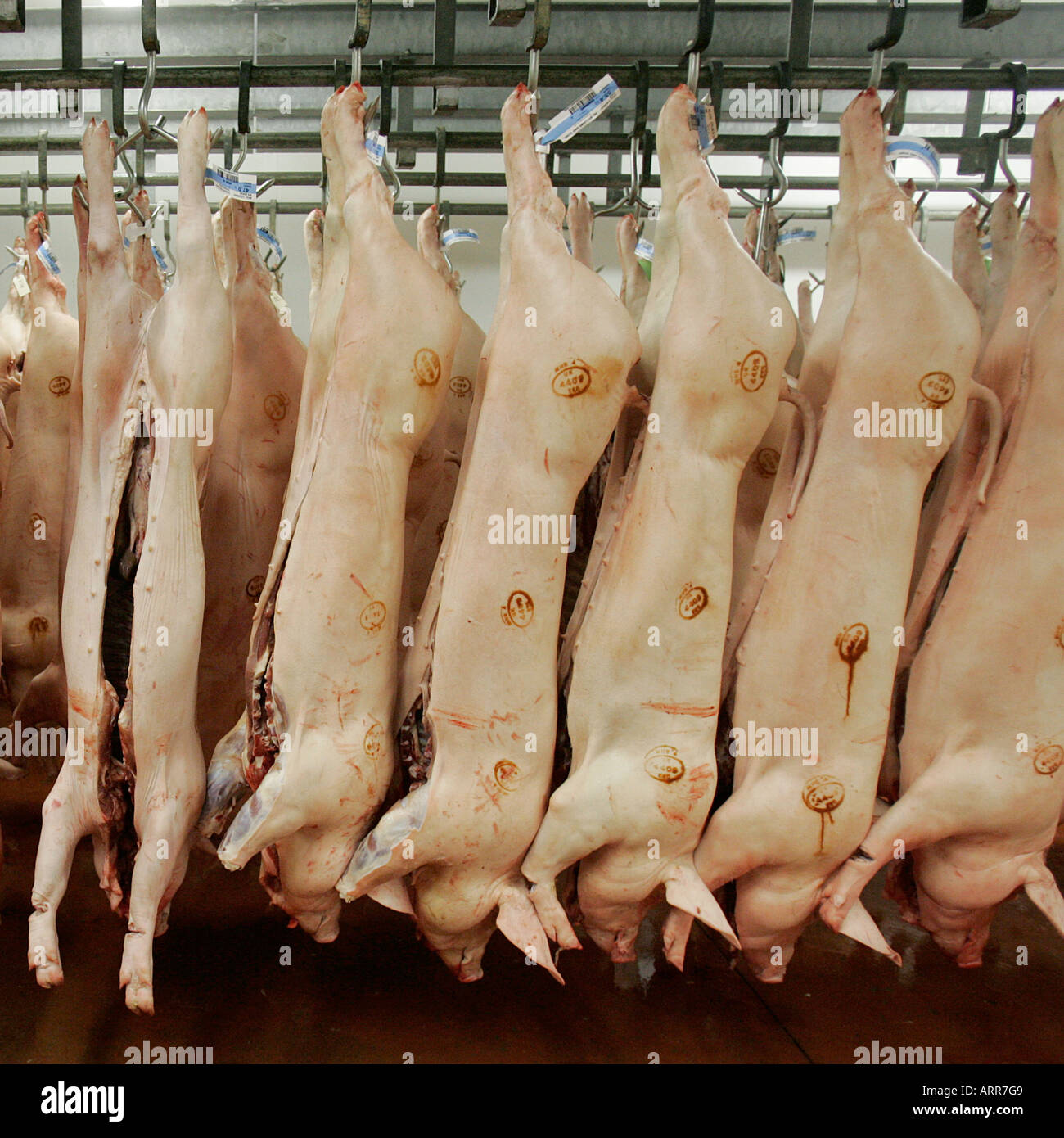 Abattoir carcasses dead meat pig agriculture livestock bacon chiller