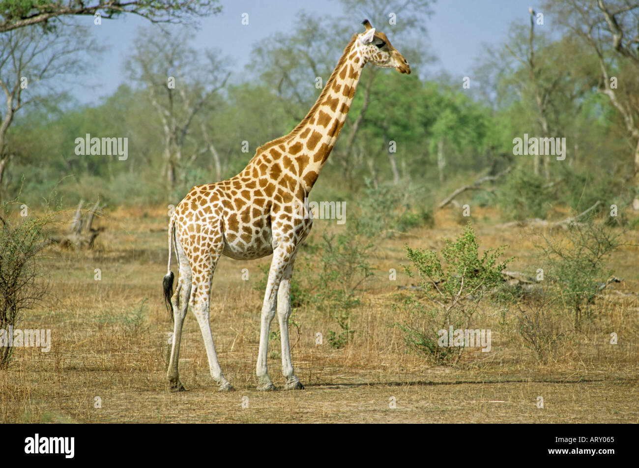 West African Giraffe Giraffa Camelopardalis Peralta Waza National Park Cameroon West African Giraffe Giraffa Camelopardalis Peralta Waza National Park Cameroon