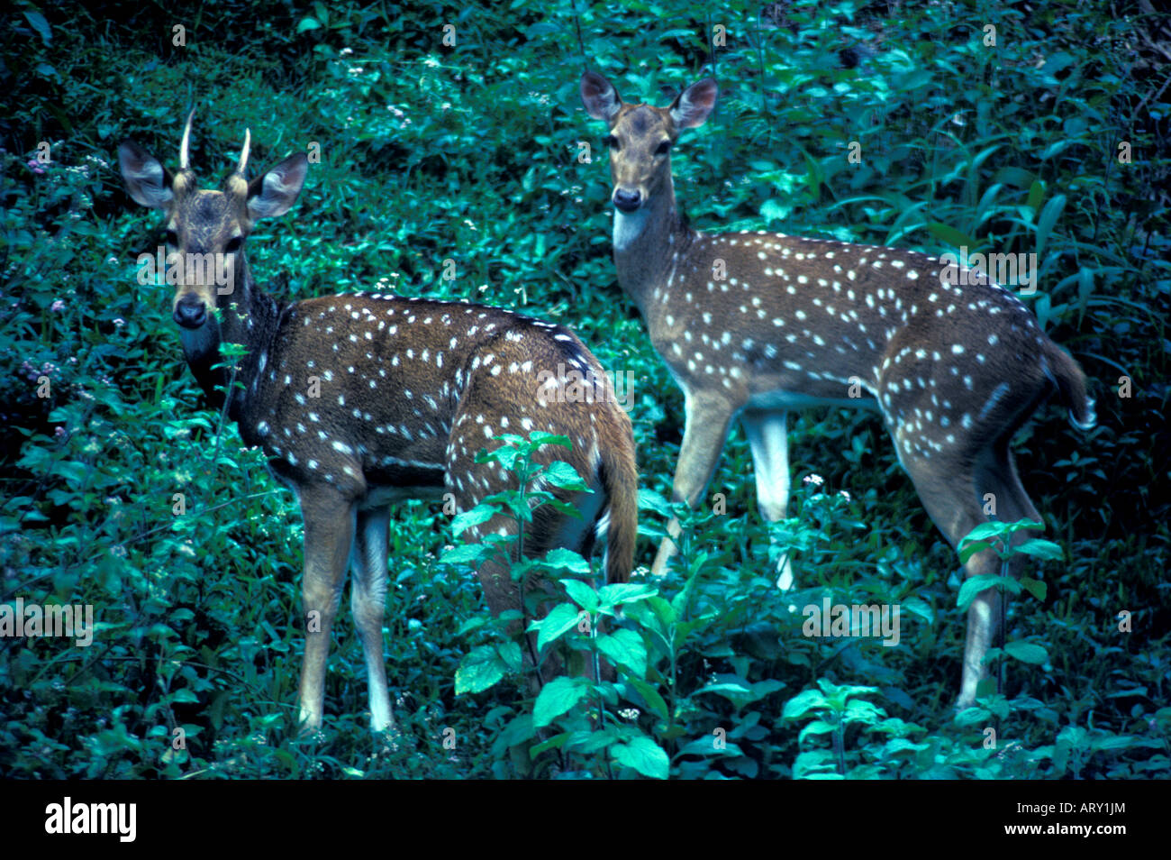 Axis deer, Molokai Stock Photo, Royalty Free Image 16147819 Alamy