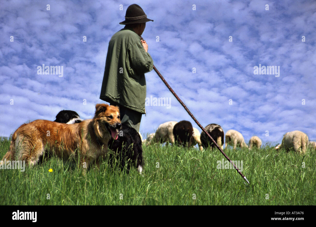shepherd-with-his-dogs-is-watching-over-a-herd-of-sheep-under-blue-AT3A76.jpg