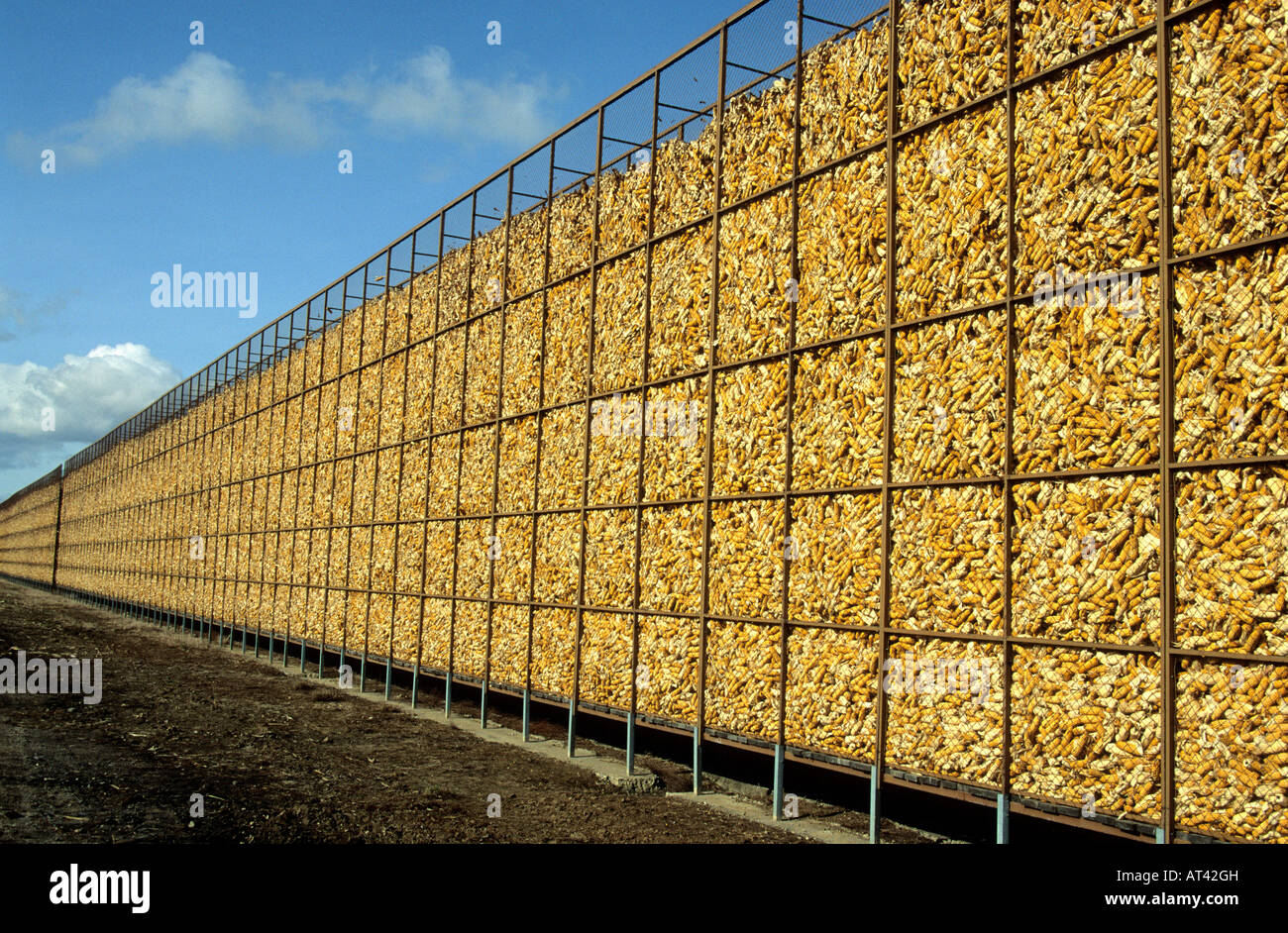 Harvested maize cobs being stored in France Stock Photo, Royalty Free