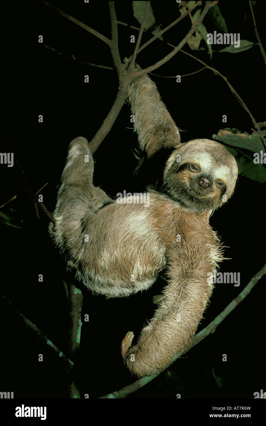 Three-toed Sloth (bradypus Variegatus) Amazon River Brazil Stock Photo