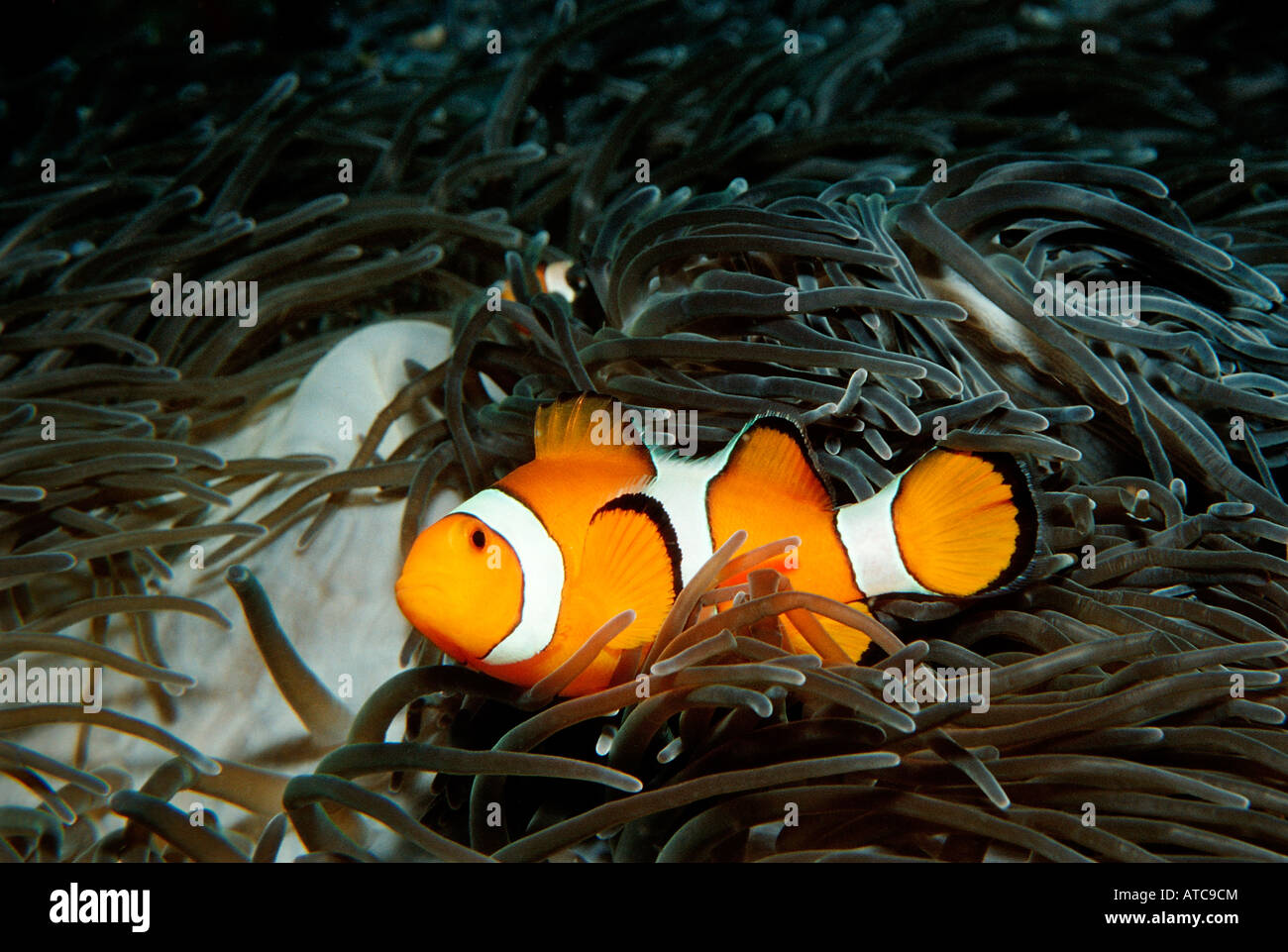 Clown Anemonefish Amphiprion Ocellaris Similan Islands Thailand Stock