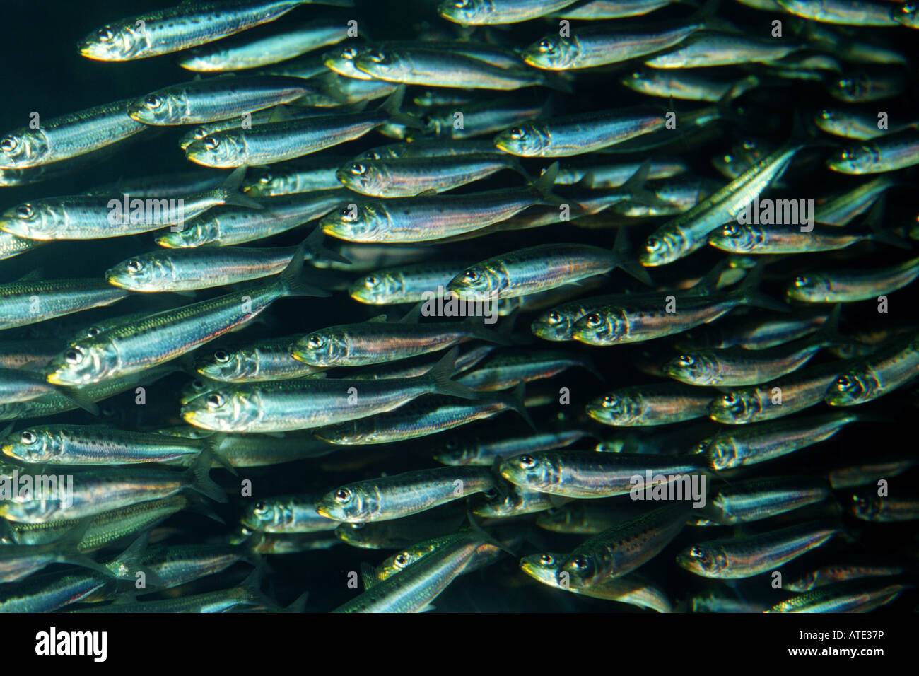 Pacific sardine Sardinops sagax Stock Photo, Royalty Free Image