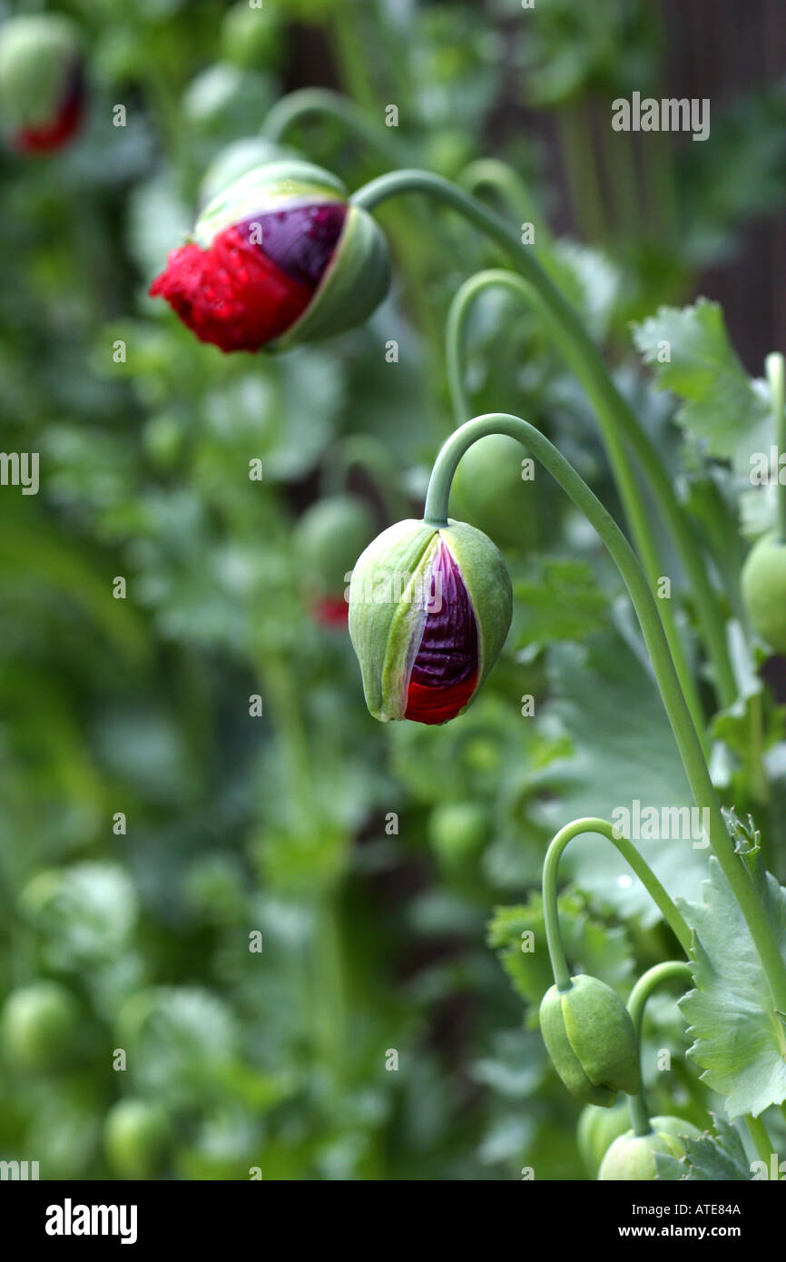 Opium poppy buds Stock Photo, Royalty Free Image 1697865 Alamy