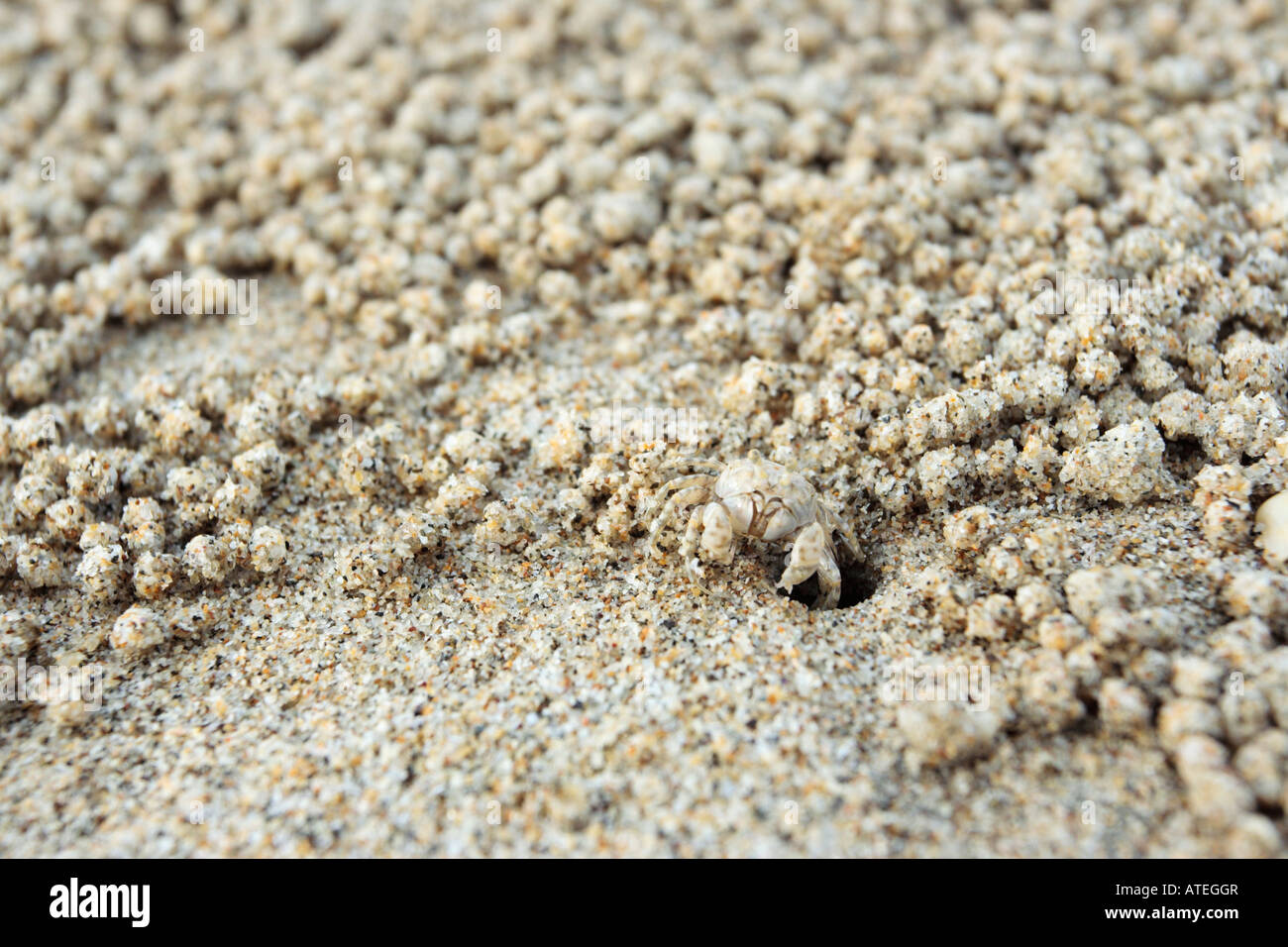 Tiny Sand Balls Created By Sand Bubble Crabs On The Beach In Terengganu