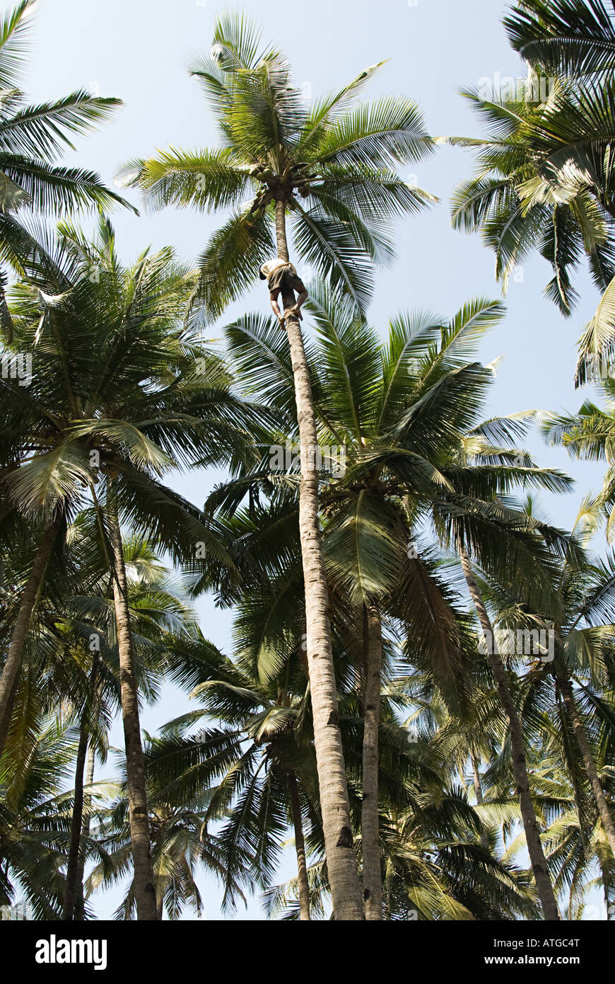 Coconut tree climber Stock Photo 16311287 Alamy