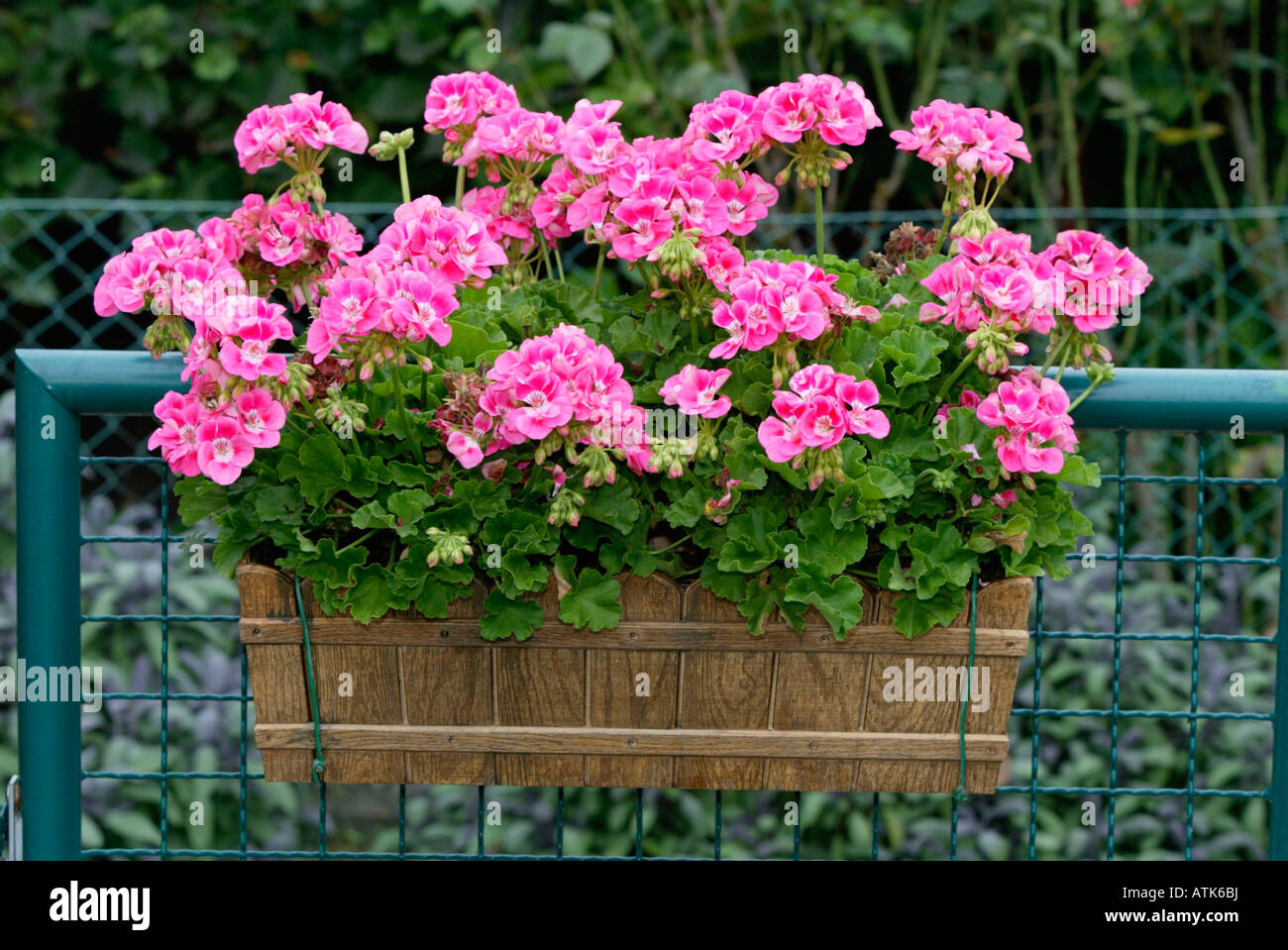 Geranium / Geranie / Pelargonie Stock Photo, Royalty Free Image