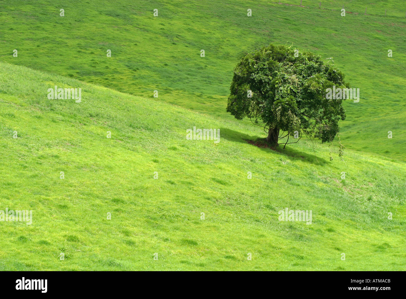 tree stands australia images tree stands australia images