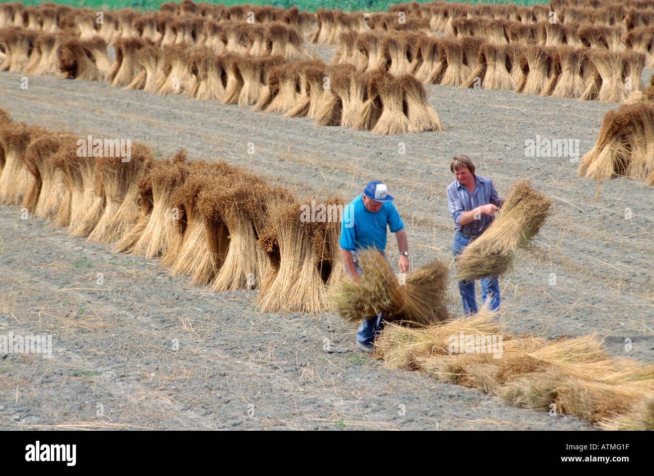 Flax harvest Stock Photo, Royalty Free Image 5337118 Alamy