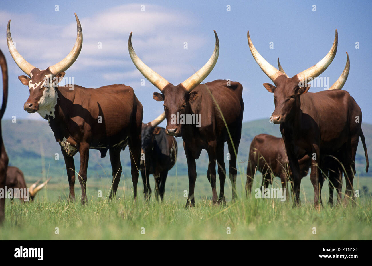 Watussi cattle cow Uganda Stock Photo, Royalty Free Image 9345636 Alamy