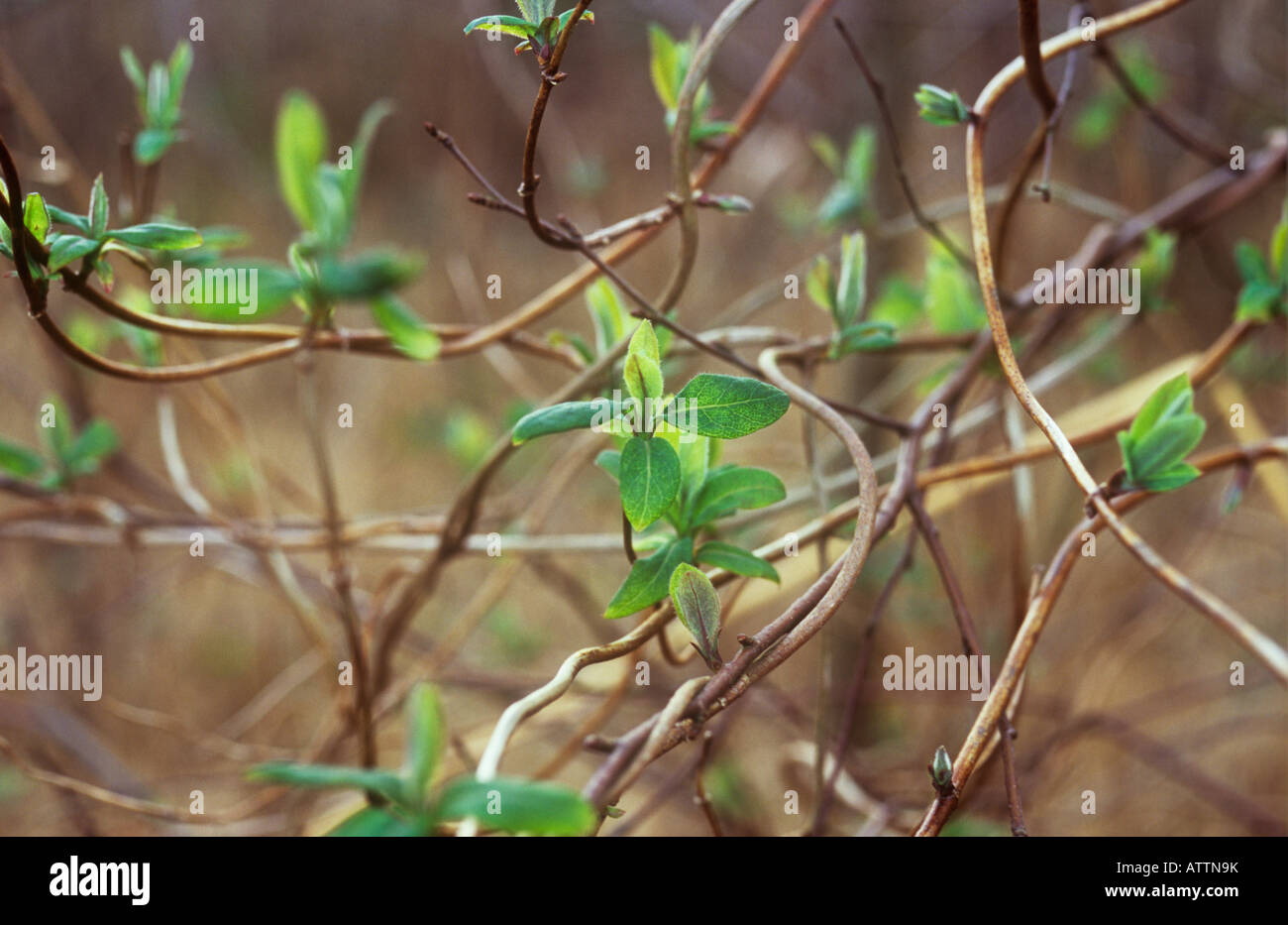 Detail of tangle of climbing woody stems of Honeysuckle or Woodbine